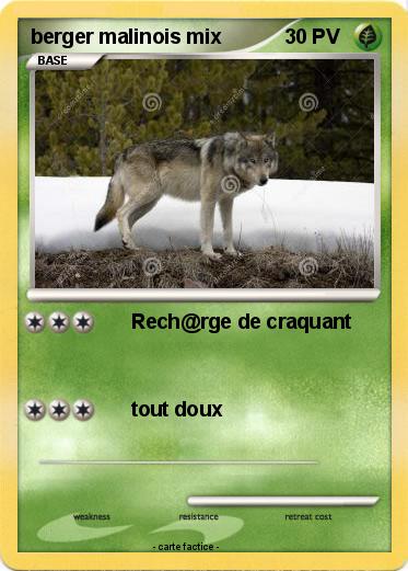 Pokemon berger malinois mix