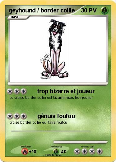 Pokemon geyhound / border collie