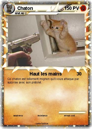 Pokemon Chaton