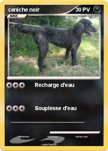 Pokemon caniche noir