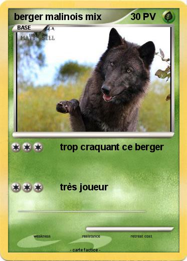 Pokemon berger malinois mix