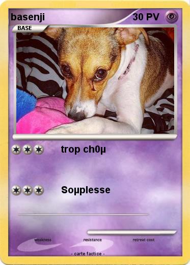 Pokemon basenji