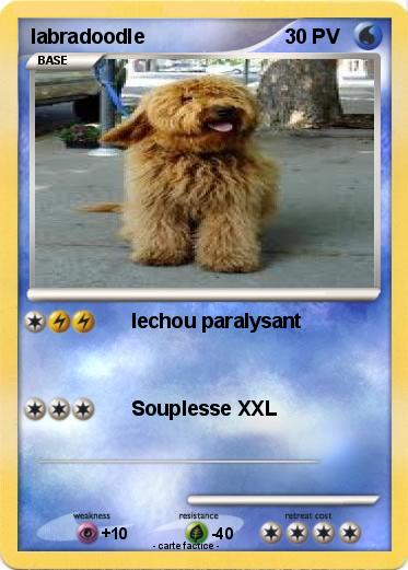 Pokemon labradoodle