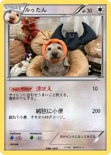 Pokemon ルゥたん