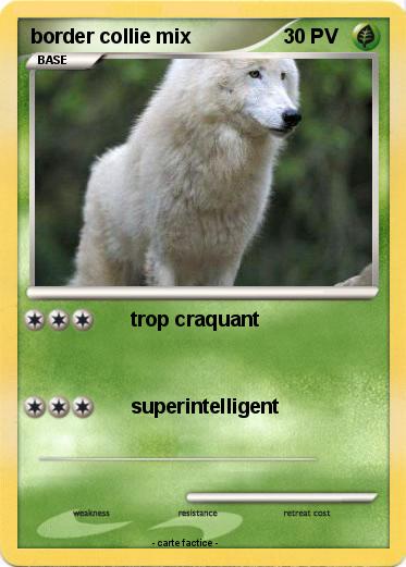 Pokemon border collie mix