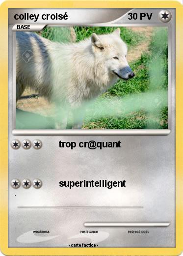 Pokemon colley croisé