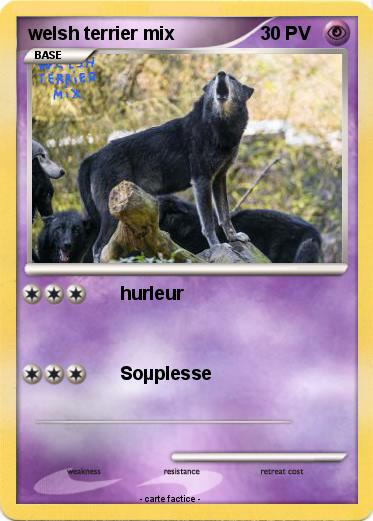 Pokemon welsh terrier mix