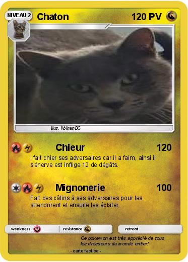 Pokemon Chaton