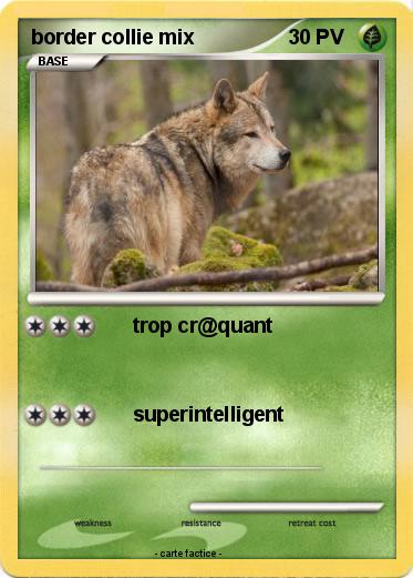 Pokemon border collie mix