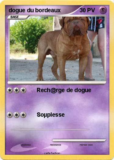 Pokemon dogue du bordeaux