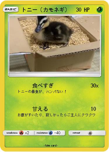 Pokemon トニー（カモネギ）