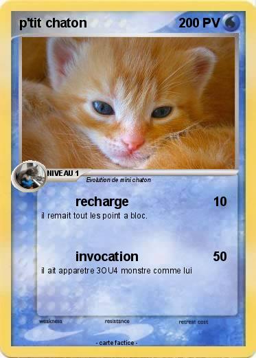 Pokemon p'tit chaton