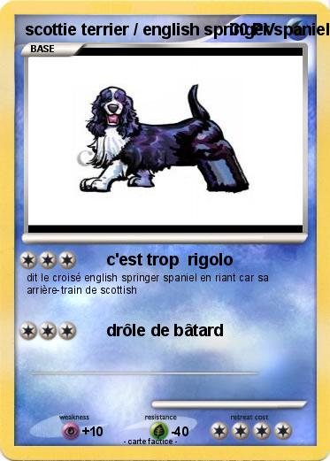 Pokemon scottie terrier / english springer spaniel