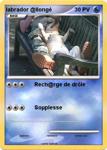 Pokemon labrador @llongé