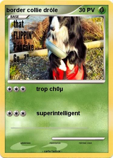 Pokemon border collie drôle