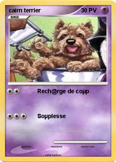 Pokemon cairn terrier