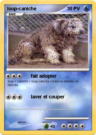 Pokemon loup-caniche