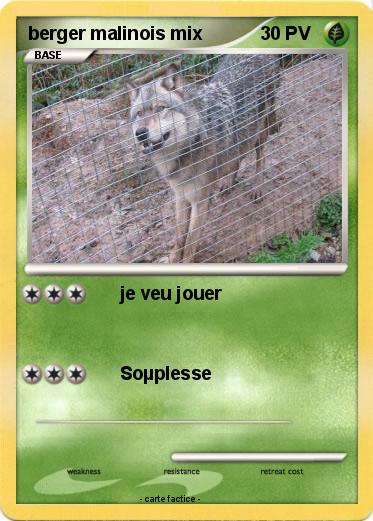 Pokemon berger malinois mix