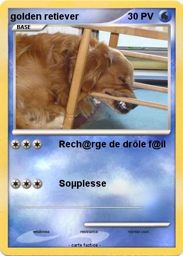 Pokemon golden retiever