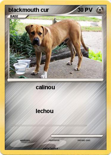 Pokemon blackmouth cur