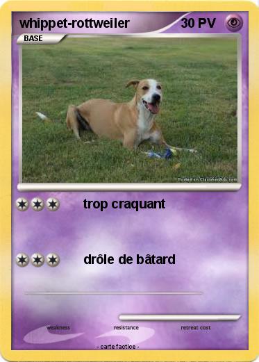 Pokemon whippet-rottweiler