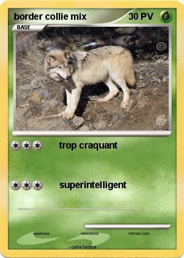 Pokemon border collie mix