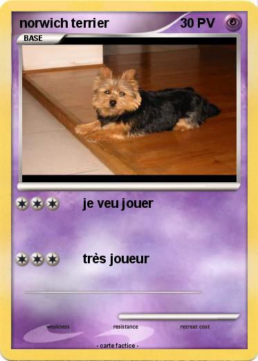 Pokemon norwich terrier