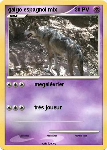 Pokemon galgo espagnol mix
