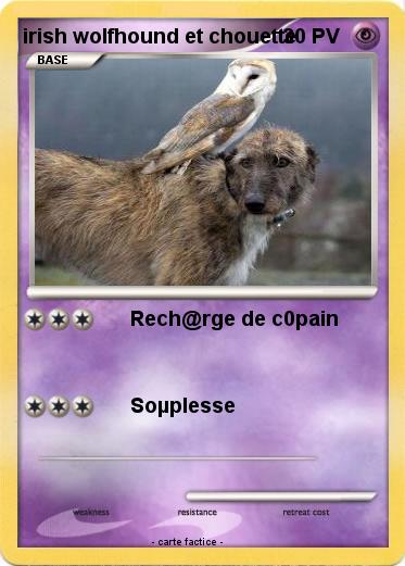 Pokemon irish wolfhound et chouette