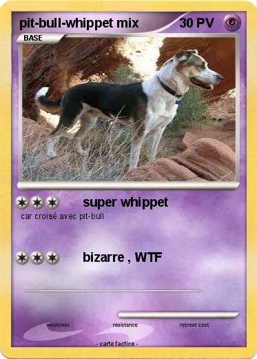 Pokemon pit-bull-whippet mix