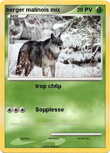 Pokemon berger malinois mix