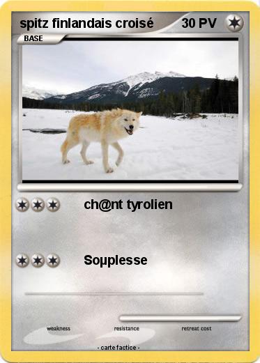 Pokemon spitz finlandais croisé