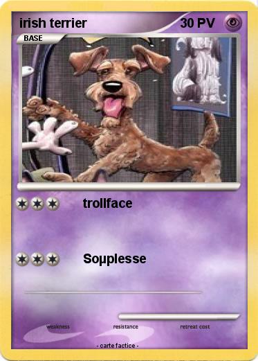 Pokemon irish terrier