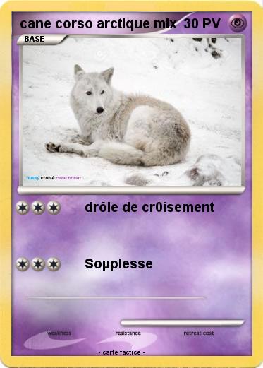 Pokemon cane corso arctique mix