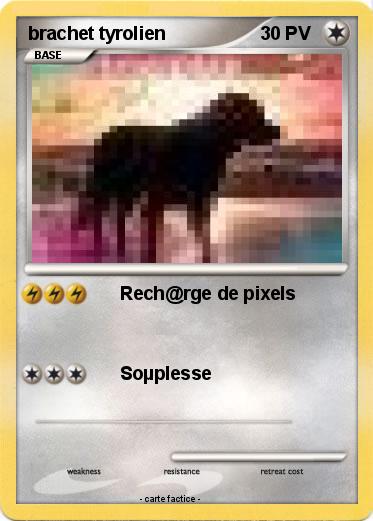 Pokemon brachet tyrolien
