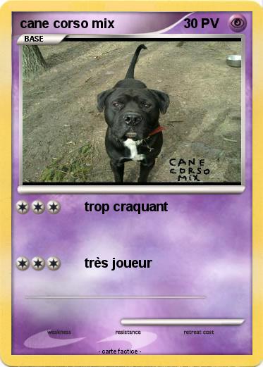 Pokemon cane corso mix