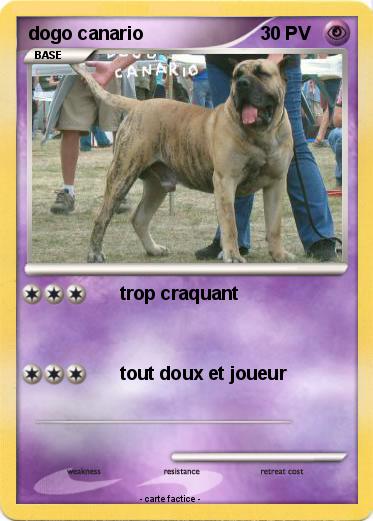 Pokemon dogo canario