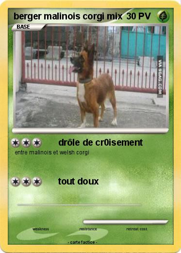 Pokemon berger malinois corgi mix