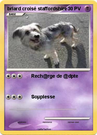 Pokemon briard croisé staffordshire