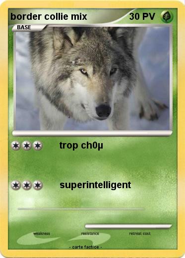 Pokemon border collie mix