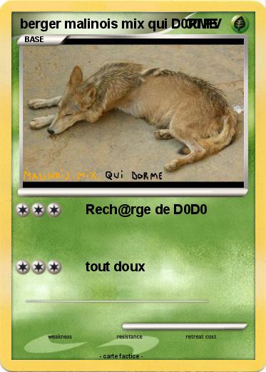 Pokemon berger malinois mix qui D0RME