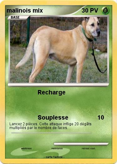 Pokemon malinois mix