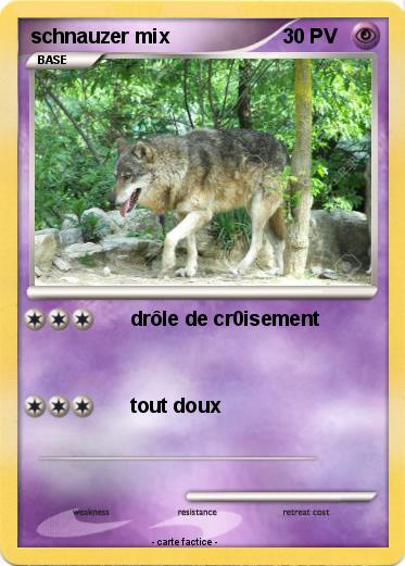 Pokemon schnauzer mix