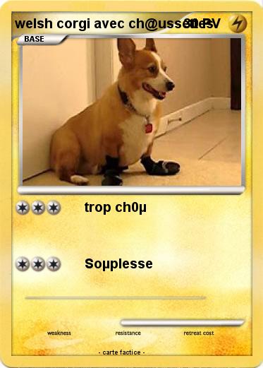 Pokemon welsh corgi avec ch@ussettes