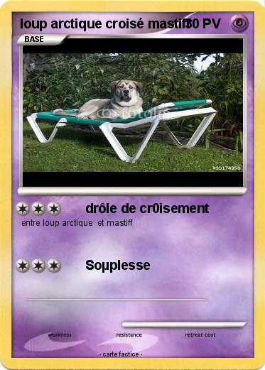 Pokemon loup arctique croisé mastiff