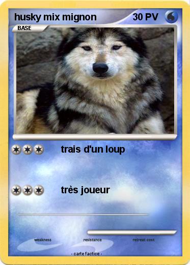 Pokemon husky mix mignon