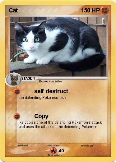 Pokemon Cat