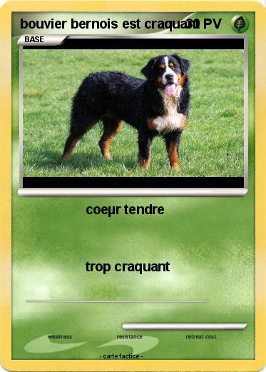 Pokemon bouvier bernois est craquant