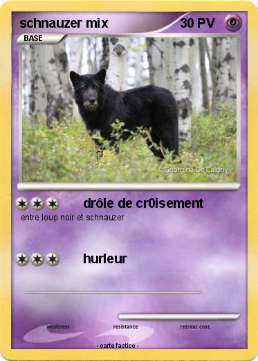 Pokemon schnauzer mix