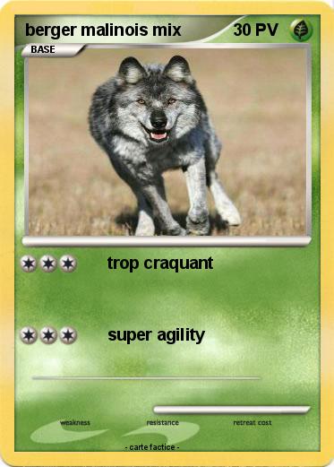 Pokemon berger malinois mix
